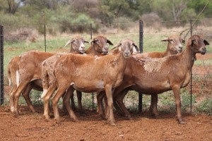 LOT 45 6X MEATMASTER EWE BEYERS GERBER (Pay per piece to take the lot)