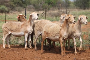 LOT 47 5X MEATMASTER EWE BEYERS GERBER (Pay per piece to take the lot)