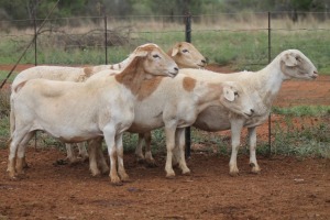 LOT 49 5X MEATMASTER EWE BEYERS GERBER (Pay per piece to take the lot)