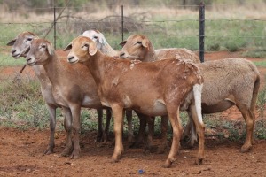 LOT 53 5X MEATMASTER EWE BEYERS GERBER (Pay per piece to take the lot)