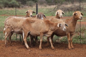 LOT 48 5X MEATMASTER EWE BEYERS GERBER (Pay per piece to take the lot)