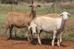 LOT 54 3X MEATMASTER EWE BEYERS GERBER (Pay per piece to take the lot)