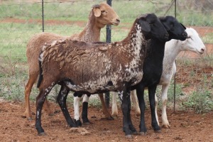 LOT 56 4X MEATMASTER EWE BEYERS GERBER (Pay per piece to take the lot)