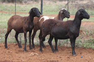 LOT 57 3X MEATMASTER EWE BEYERS GERBER (Pay per piece to take the lot)