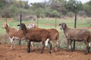 LOT 58 4X MEATMASTER EWE BEYERS GERBER (Pay per piece to take the lot)