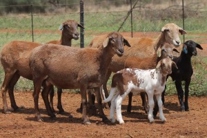 LOT 61 3+4X MEATMASTER EWE BEYERS GERBER (Pay per piece to take the lot)