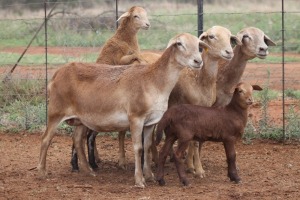 LOT 64 3+3X MEATMASTER EWE BEYERS GERBER (Pay per piece to take the lot)