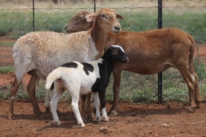 LOT 66 2+2X MEATMASTER EWE BEYERS GERBER (Pay per piece to take the lot)