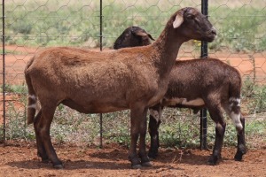 LOT 67 1+1X MEATMASTER EWE BEYERS GERBER (Pay per piece to take the lot)