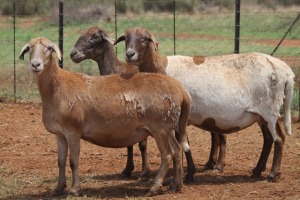 LOT 72 3+2X MEATMASTER EWE BEYERS GERBER (Pay per piece to take the lot)