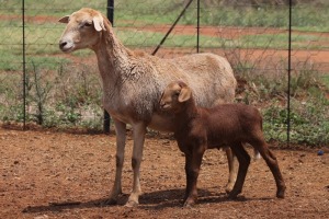 LOT 71 1+1X MEATMASTER EWE BEYERS GERBER