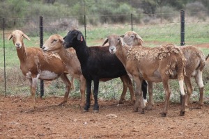 LOT 73 5+1X MEATMASTER EWE BEYERS GERBER (Pay per piece to take the lot)