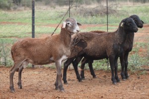 LOT 126 3X MEATMASTER RAM BEYERS GERBER (Pay per piece to take the lot)