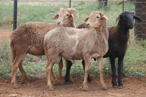 LOT 124 3X MEATMASTER RAM BEYERS GERBER (Pay per piece to take the lot)