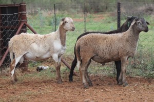 LOT 125 3X MEATMASTER RAM BEYERS GERBER (Pay per piece to take the lot)