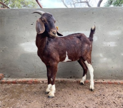 LOT 89 2X CAPE LOB EAR KUDDE EWE DIRK DIPPENAAR (Pay per piece to take the lot)