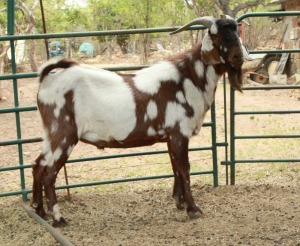 LOT 15 1X CAPE LOB EAR KUDDE RAM AFRICAN ELITE FARMING / WIAN NEL