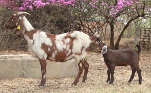 LOT 77 1X CAPE LOB EAR PRIL EWE AFRICAN ELITE FARMING / WIAN NEL