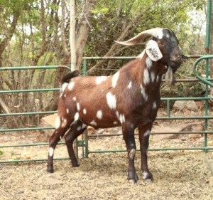 LOT 18 1X CAPE LOB EAR STOET RAM AFRICAN ELITE FARMING / WIAN NEL