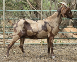 LOT 78 1X CAPE LOB EAR STOET EWE AFRICAN ELITE FARMING / WIAN NEL