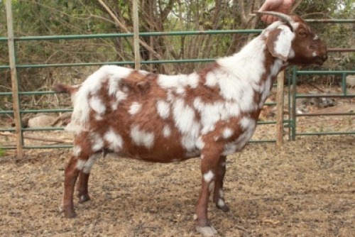 LOT 86 1X CAPE LOB EAR STOET EWE AFRICAN ELITE FARMING / WIAN NEL