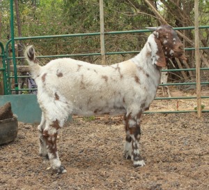 LOT 91 1X CAPE LOB EAR UNGRADED(AGE) EWE AFRICAN ELITE FARMING / WIAN NEL