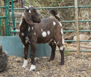 LOT 92 2X CAPE LOB EAR UNGRADED(AGE) EWE AFRICAN ELITE FARMING / WIAN NEL (Pay per piece to take the lot)