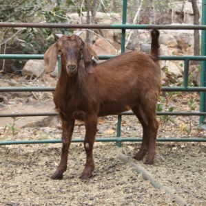 LOT 95 1X CAPE LOB EAR UNGRADED(AGE) EWE AFRICAN ELITE FARMING / WIAN NEL