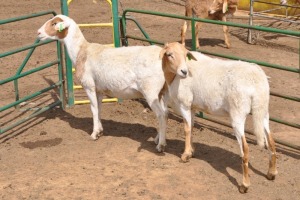 LOT 34 2X MEATMASTER EWE SINE METU FARMING - ANTON VAN ZYL (Pay per piece to take the lot)