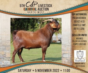 LOT 17 1X CAPE LOB EAR STOET RAM WILMEG (PTY) LTD / WILLEM VAN HEERDEN