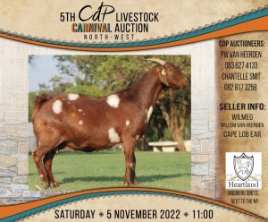 LOT 81 1X CAPE LOB EAR STOET EWE WILMEG (PTY) LTD / WILLEM VAN HEERDEN