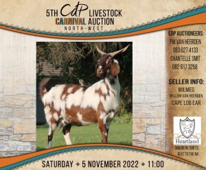 LOT 82 2X CAPE LOB EAR STOET EWE WILMEG (PTY) LTD / WILLEM VAN HEERDEN (Pay per piece to take the lot)