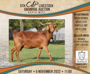 LOT 88 1X CAPE LOB EAR STOET EWE WILMEG (PTY) LTD / WILLEM VAN HEERDEN