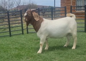 WITHDRAW - LOT 26 1X BOER GOAT RAM BIETJIE BERG BOERBOKSTOET