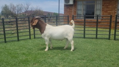 WITHDRAW - LOT 13 1X BOER GOAT RAM BIETJIE BERG BOERBOKSTOET