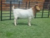 WITHDRAW - LOT 12 1X BOER GOAT RAM BIETJIE BERG BOERBOKSTOET