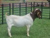 LOT 25 1X BOER GOAT RAM BIETJIE BERG BOERBOKSTOET