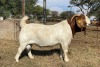 WITHDRAW - LOT 17 1x BOER GOAT RAM TOP CIRCLE BOERBOKKE