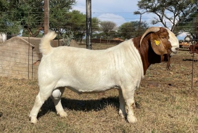 WITHDRAW - LOT 17 1x BOER GOAT RAM TOP CIRCLE BOERBOKKE