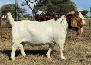 LOT 29 x BOER GOAT STUD RAM TOP CIRCLE BOERBOKKE