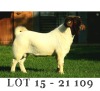 LOT 15 1x BOER GOAT FLOCK RAM TRIANGLE FARMS