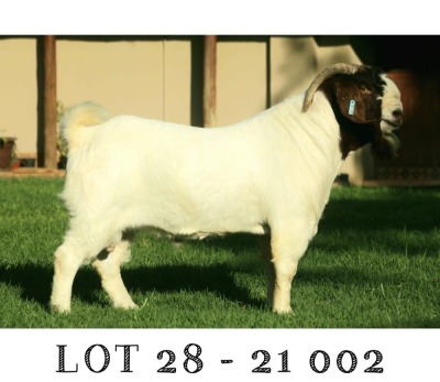 WITHDRAW - LOT 28 1x BOER GOAT RAM TRIANGLE FARMS