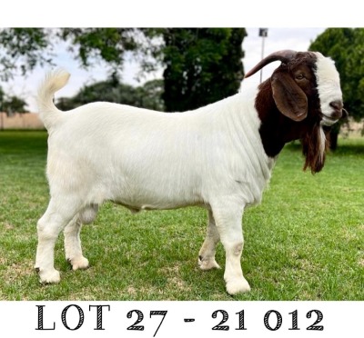 WITHDRAW - LOT 27 1x BOER GOAT RAM TRIANGLE FARMS