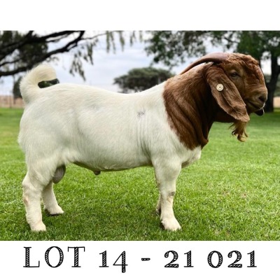 LOT 14 1x BOER GOAT FLOCK RAM TRIANGLE FARMS