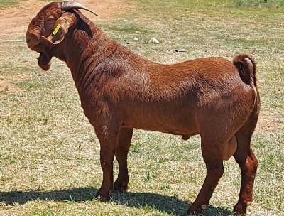 WITHDRAW - LOT 5 1 KALAHARI RED RAM KAULANI RANCH