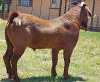 WITHDRAW - LOT 5 1 KALAHARI RED RAM KAULANI RANCH - 3