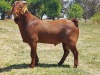 WITHDRAW - LOT 5 1 KALAHARI RED RAM KAULANI RANCH - 4