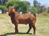 WITHDRAW - LOT 5 1 KALAHARI RED RAM KAULANI RANCH - 5