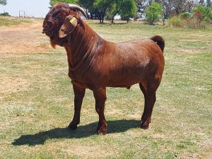 LOT 6 1x KALAHARI RED FLOCK RAM KAULANI RANCH