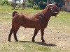 LOT 6 1x KALAHARI RED FLOCK RAM KAULANI RANCH - 4